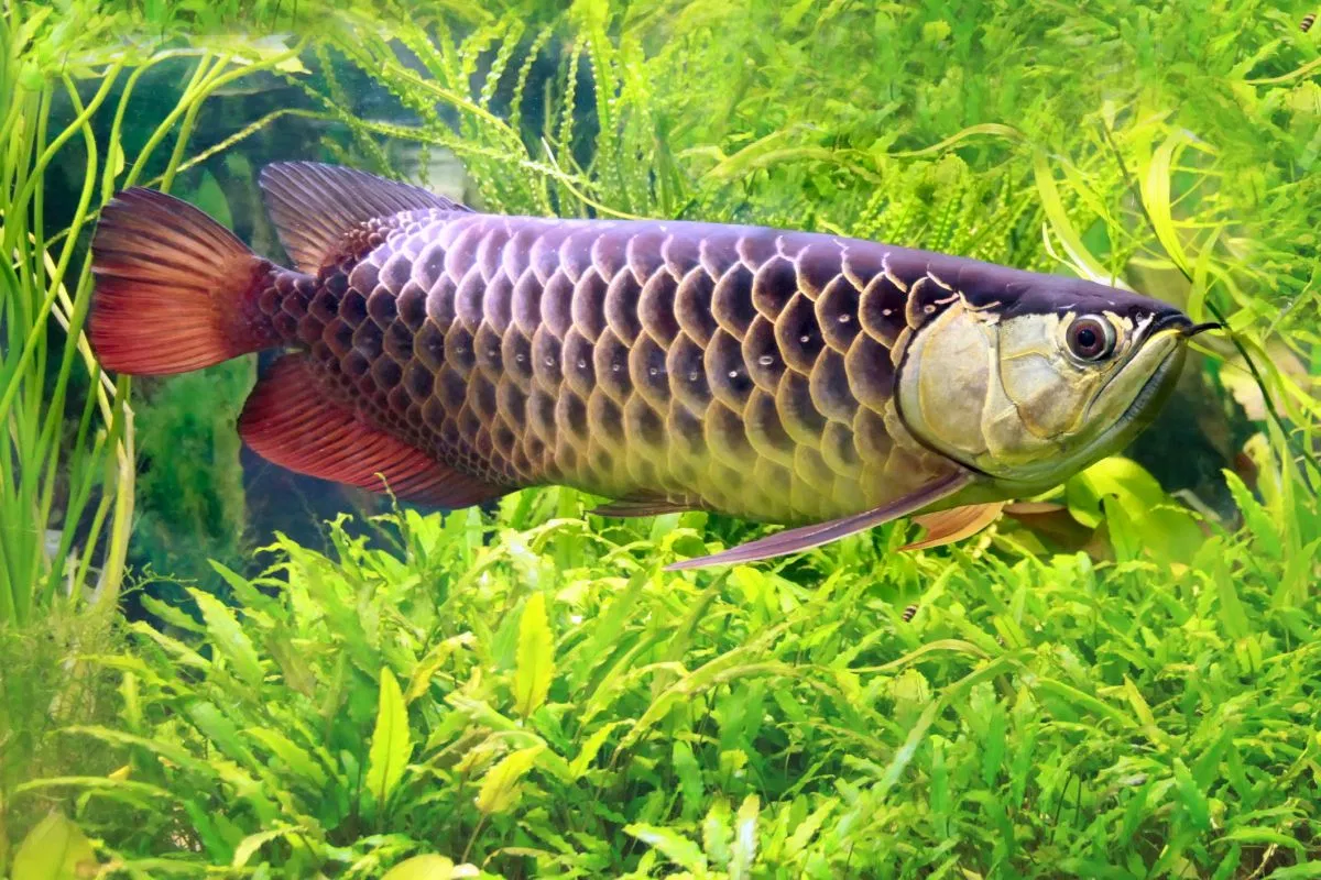 Cá rồng