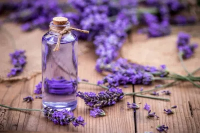 Tinh dầu oải hương được sử dụng rộng rãi trong liệu pháp hương thơm nhằm giảm căng thẳng, cải thiện tâm trạng và xoa dịu cơ thể