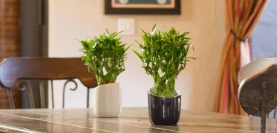 Đặt cây trúc phát tài trên bàn ăn