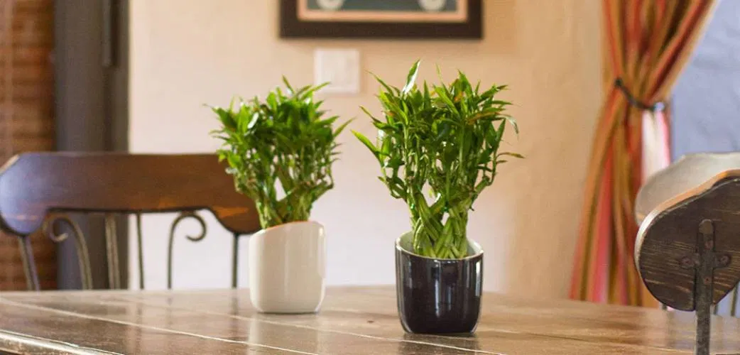 Đặt cây trúc phát tài trên bàn ăn