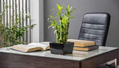 Đặt trúc phát tài trong văn phòng