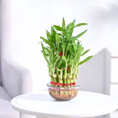 Không nên đặt trúc phát tài trong phòng ngủ