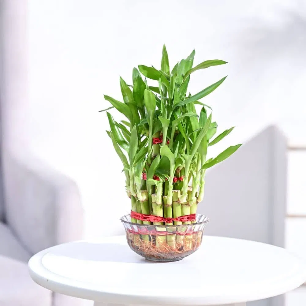 Không nên đặt trúc phát tài trong phòng ngủ