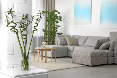 Trồng trúc phát tài trong phòng khách