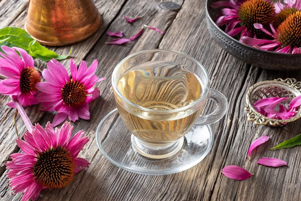 8 lợi ích tuyệt vời của trà Echinacea