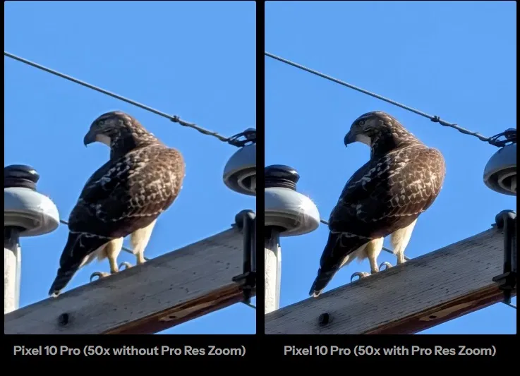 Ảnh chụp diều hâu bằng Pixel 10 Pro ở độ zoom 50x khi có Pro Res Zoom và khi không có Pro Res Zoom (Ảnh: Internet)