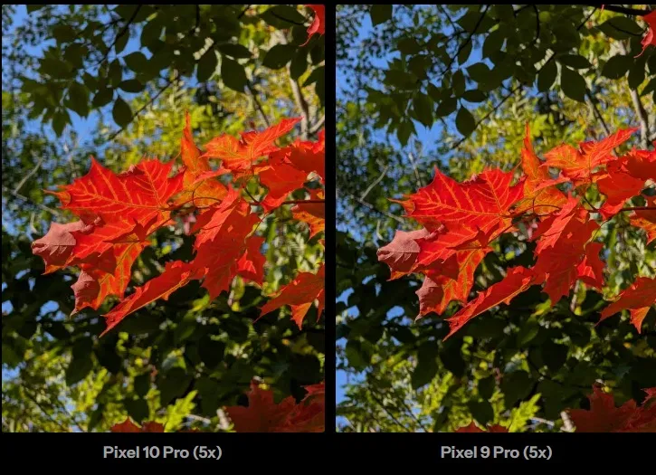 Hình ảnh những chiếc lá màu đỏ và cam được chụp bằng Pixel 10 Pro và Pixel 9 Pro (Ảnh: Internet)