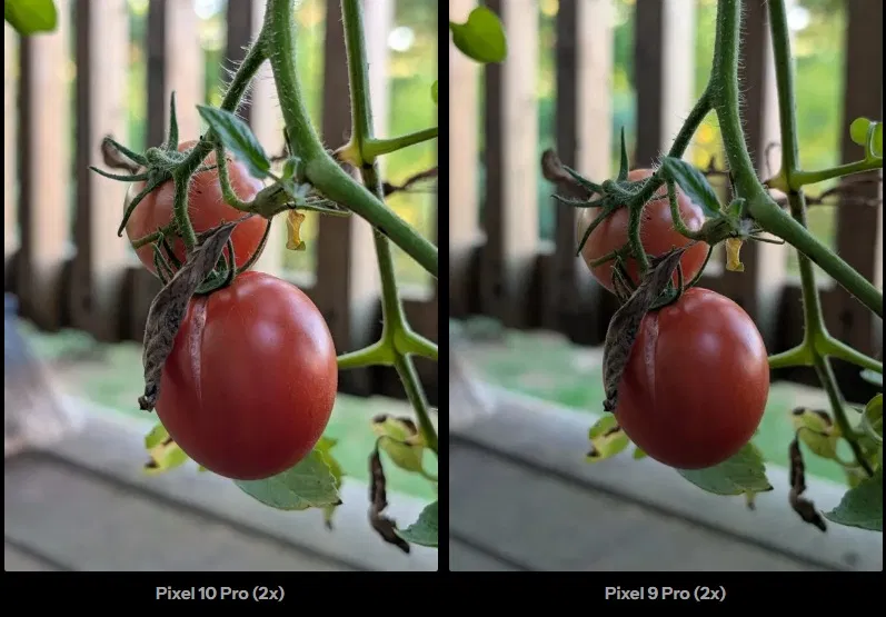 Ảnh cà chua chụp bằng Pixel 10 Pro và Pixel 9 Pro (Ảnh: Internet)