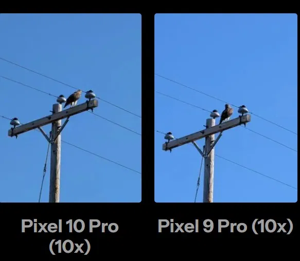 Ảnh một con diều hâu đậu trên cột điện thoại, chụp bằng Pixel 10 Pro và Pixel 9 Pro với độ zoom 10x (Ảnh: Internet)