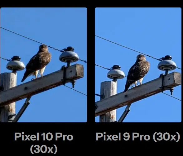 Ảnh một con diều hâu đậu trên cột điện thoại, chụp bằng Pixel 10 Pro và Pixel 9 Pro với độ zoom 30x (Ảnh: Internet)