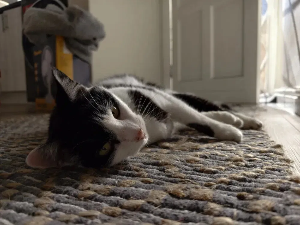 Ảnh chụp bằng điện thoại vivo X300 (Ảnh: Internet) Ảnh chụp bằng điện thoại vivo X300 (Ảnh: Internet)