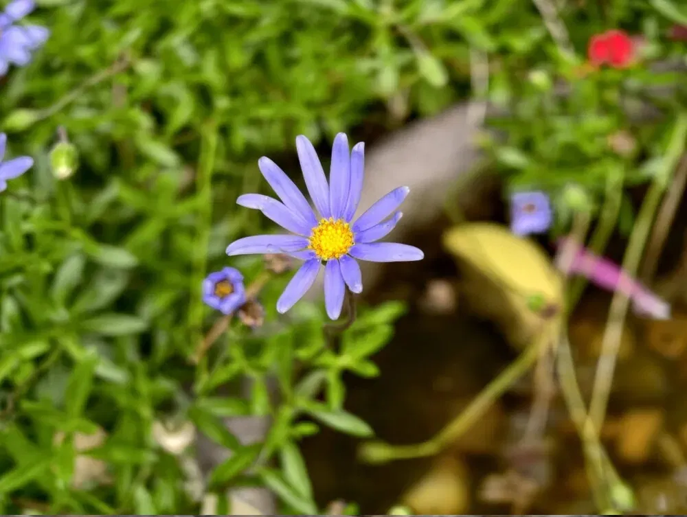 Ảnh chụp bằng điện thoại vivo X300 (Ảnh: Internet) Ảnh chụp bằng điện thoại vivo X300 (Ảnh: Internet)