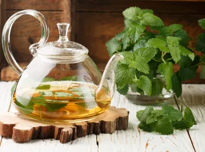 Trà tía tô đất