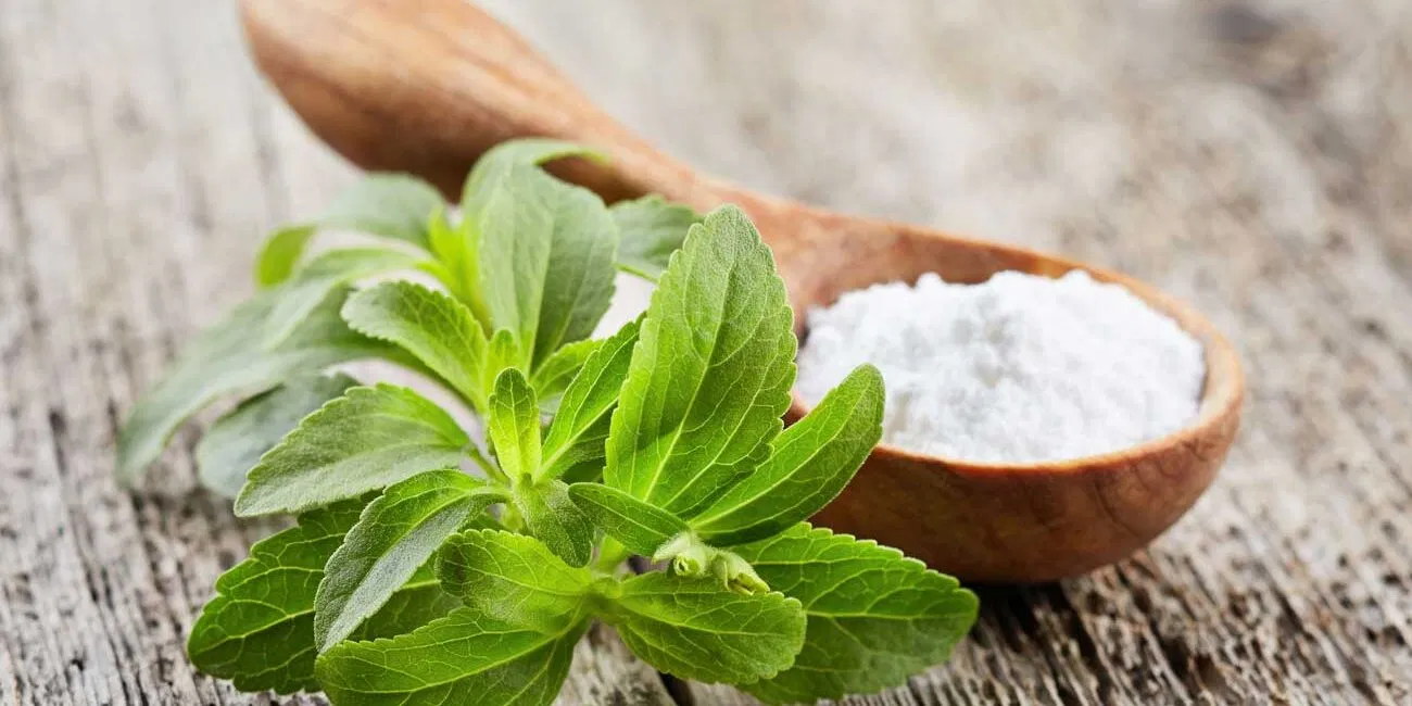 Các dạng steviol glycoside tinh khiết được công nhận là an toàn khi sử dụng đúng mức khuyến nghị