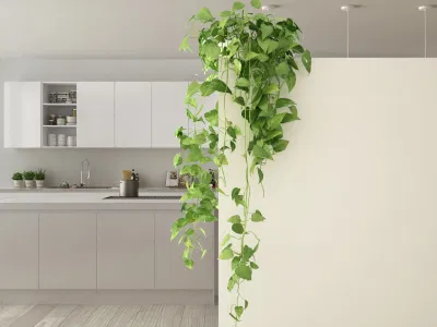 Cây leo không chỉ làm đẹp mà còn giúp không gian trở nên sinh động hơn