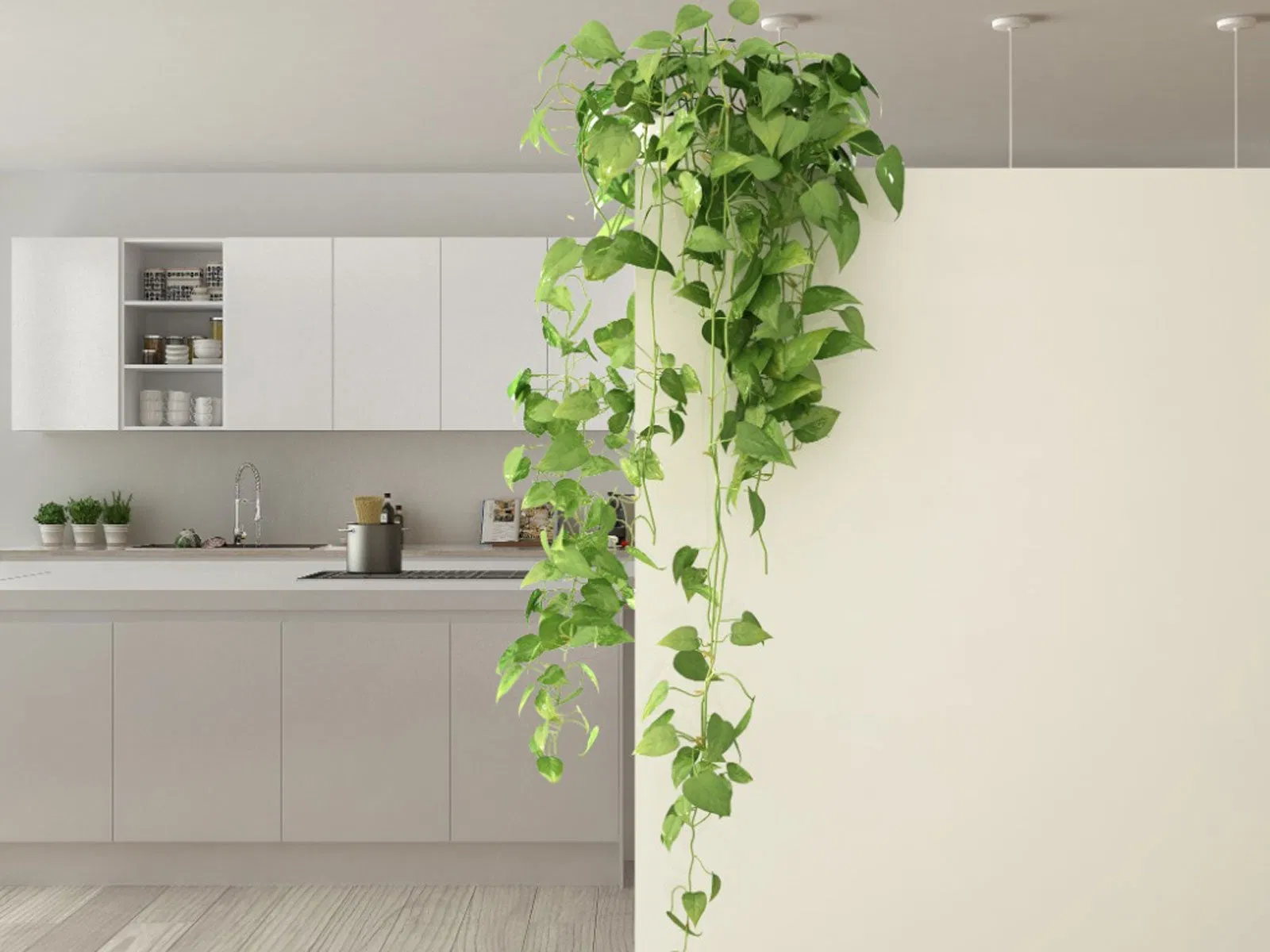 Cây leo không chỉ làm đẹp mà còn giúp không gian trở nên sinh động hơn