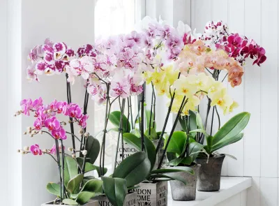 Chăm sóc lan không đòi hỏi quá nhiều kỹ thuật phức tạp, nhưng lại cần sự kiên nhẫn và đều đặn