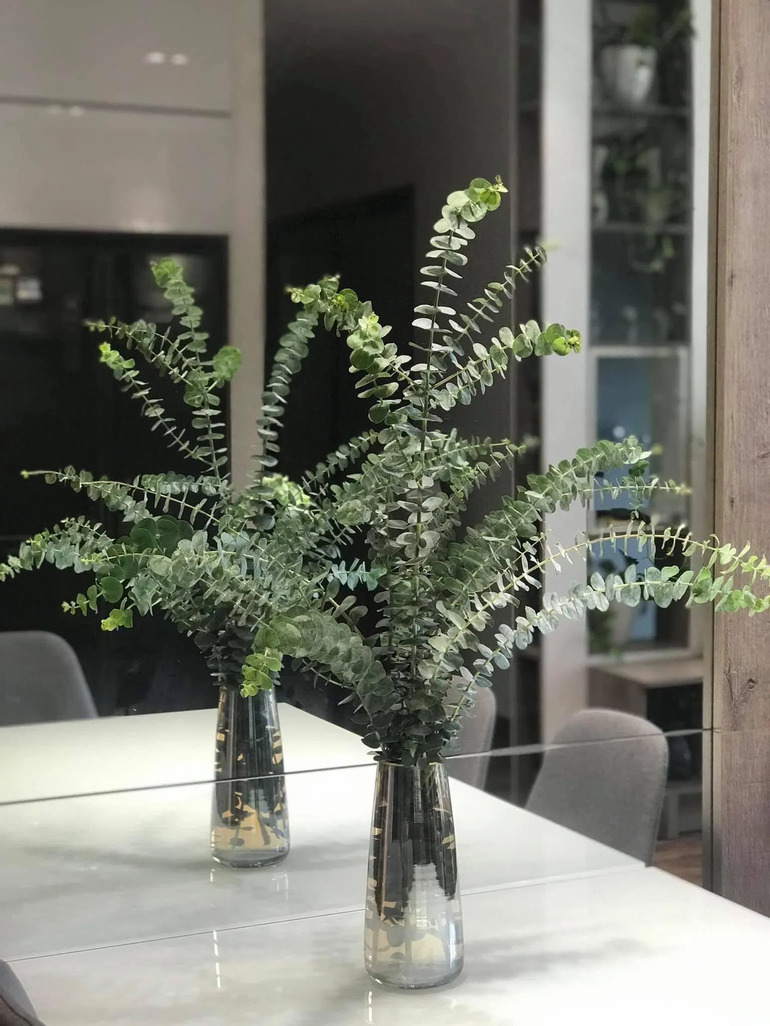 Khuynh diệp lá bạc