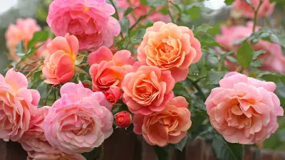 Hoa hồng gắn liền với tình yêu, sự lãng mạn và cảm xúc chân thành