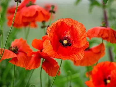 Hoa poppy