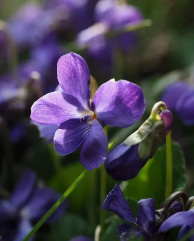 Những người sinh tháng Hai có hoa đại diện là violet